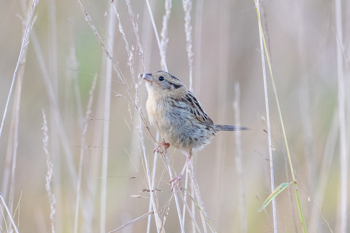 LeConte's Sparrow - ML642895642