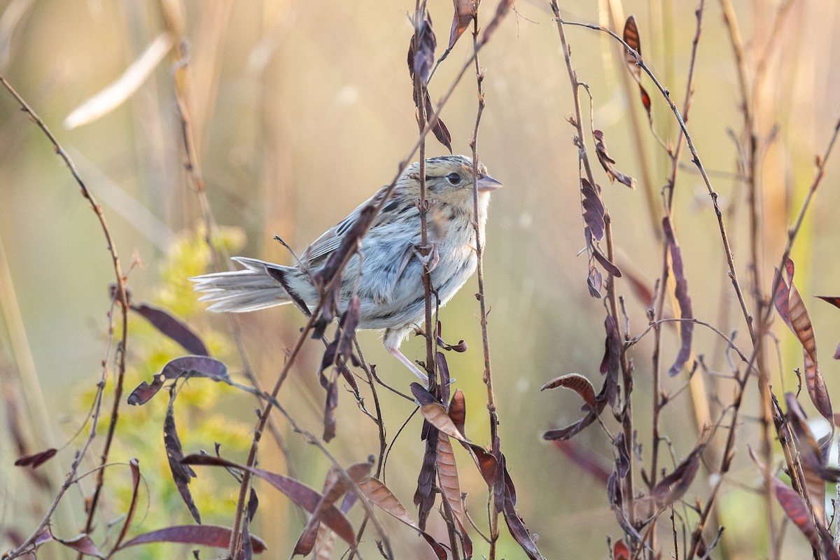 LeConte's Sparrow - ML642895643