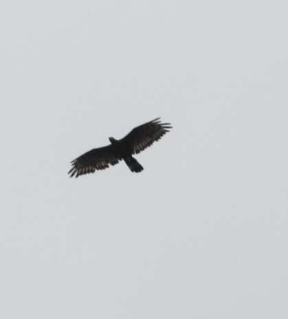 Oriental Honey-buzzard - ML642895646