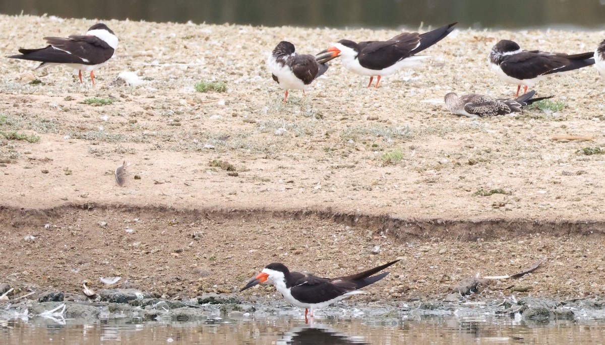 Black Skimmer - ML642895654