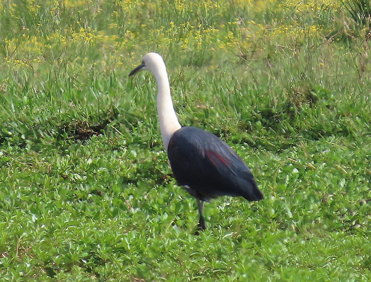 Pacific Heron - ML642895672