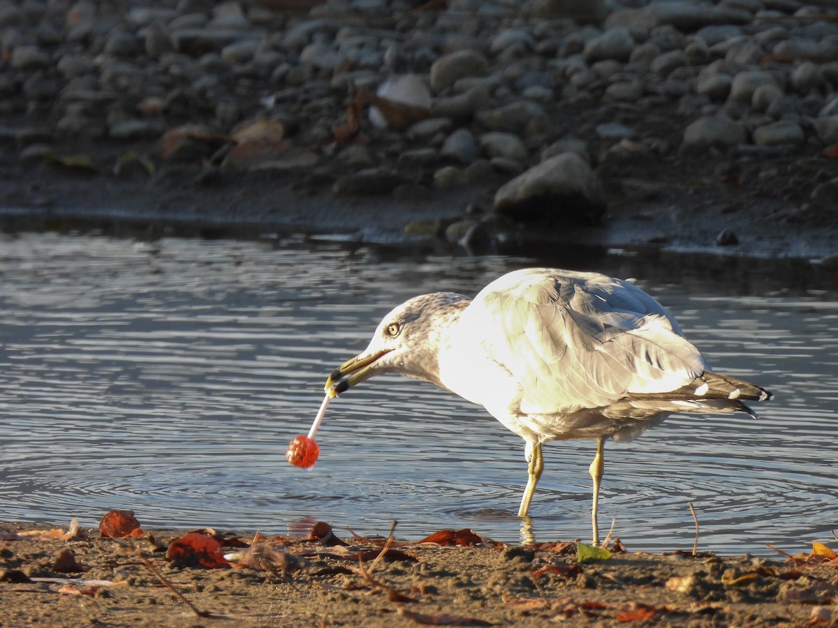 Ring-billed Gull - ML642895675