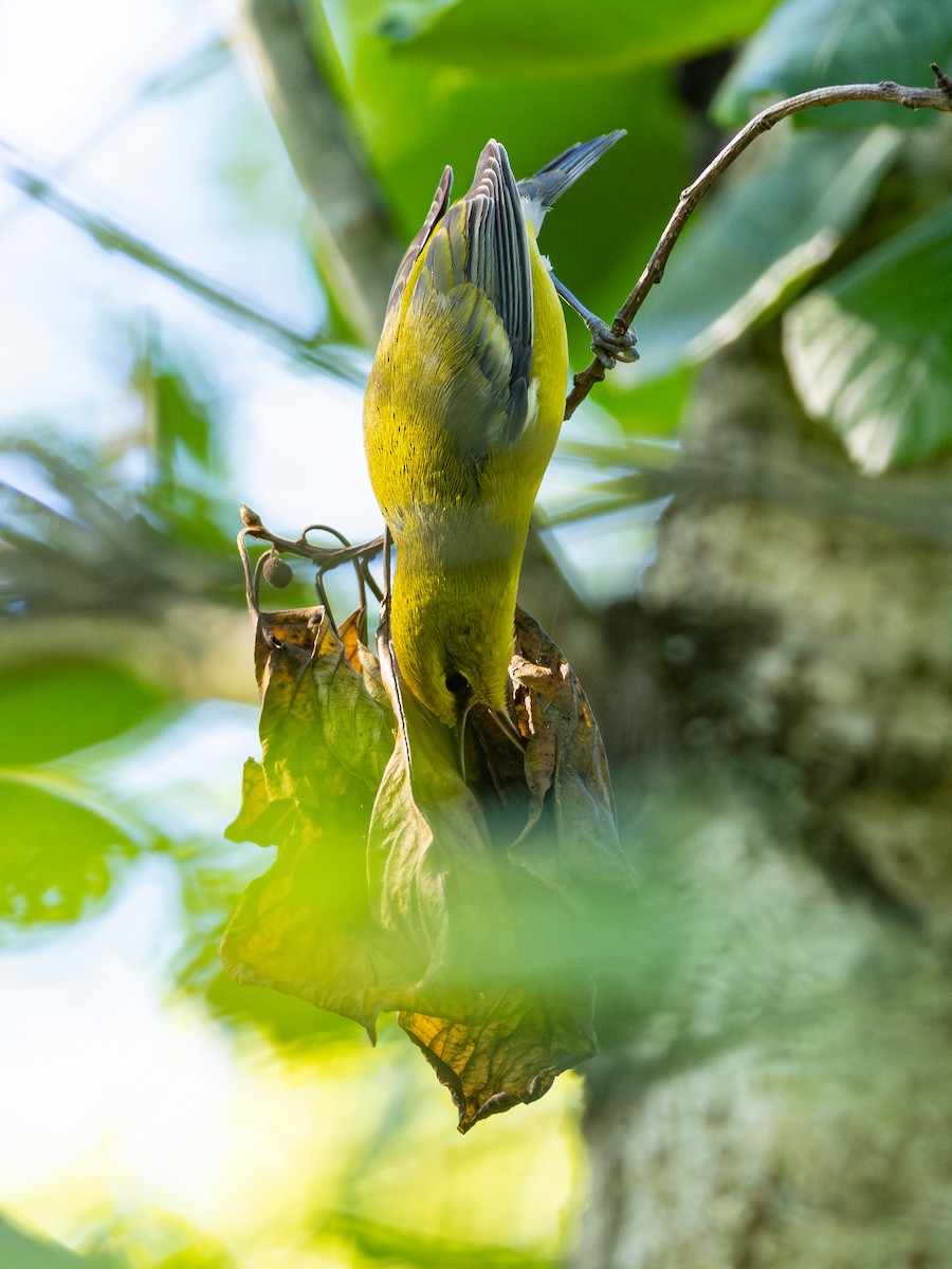 Blue-winged Warbler - ML642895677