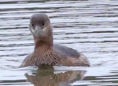 Pied-billed Grebe - ML642895678