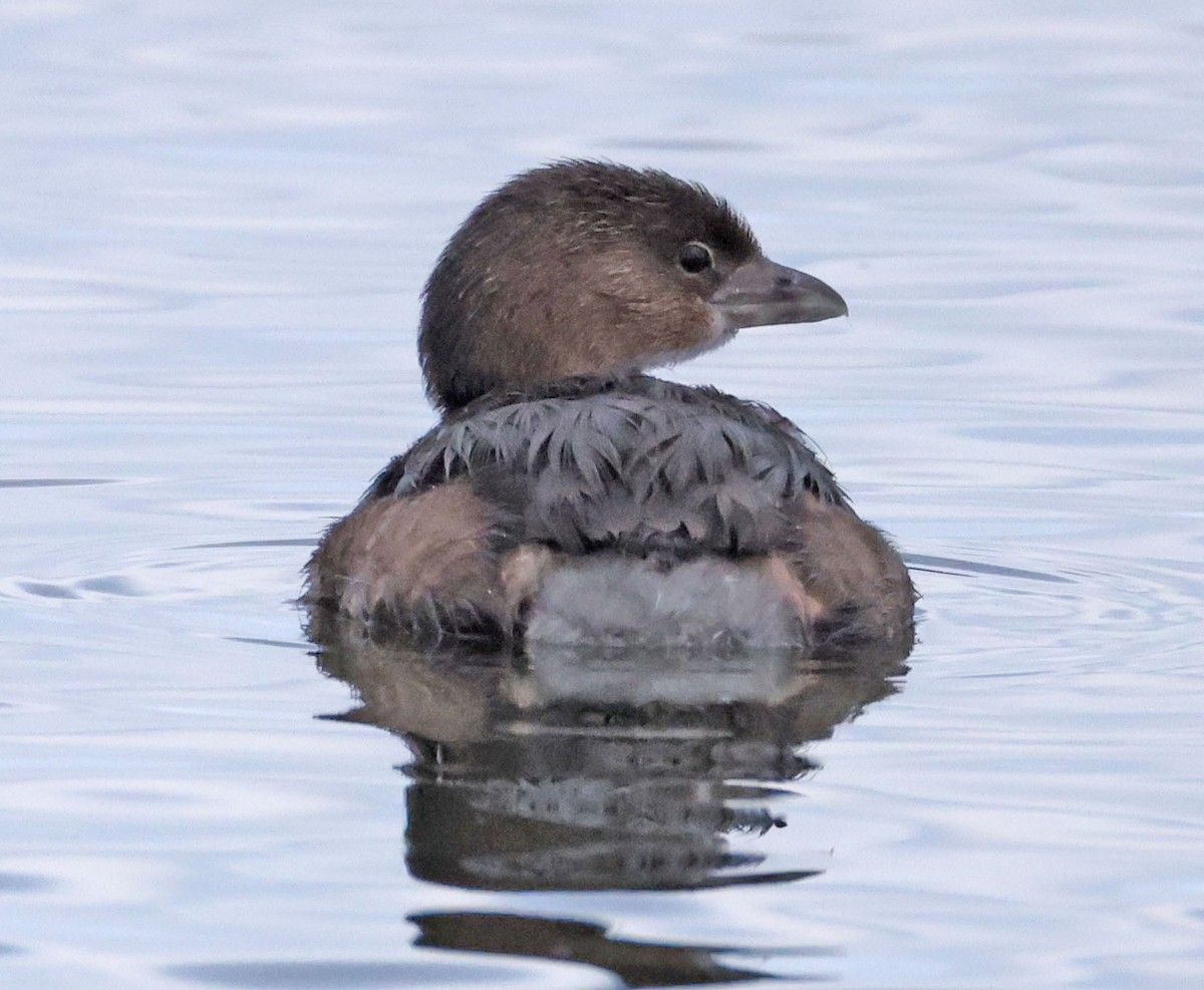 Pied-billed Grebe - ML642895679