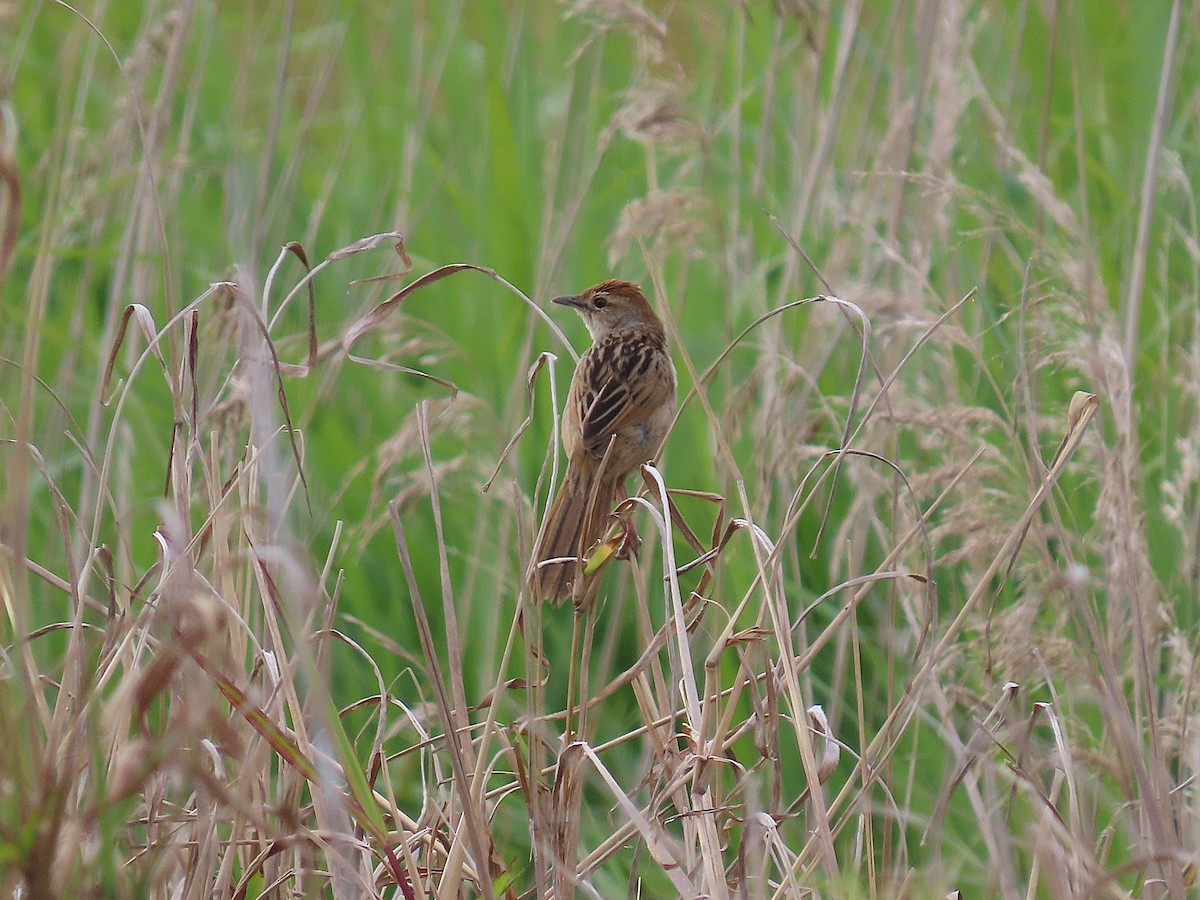 Tawny Grassbird - ML642895680