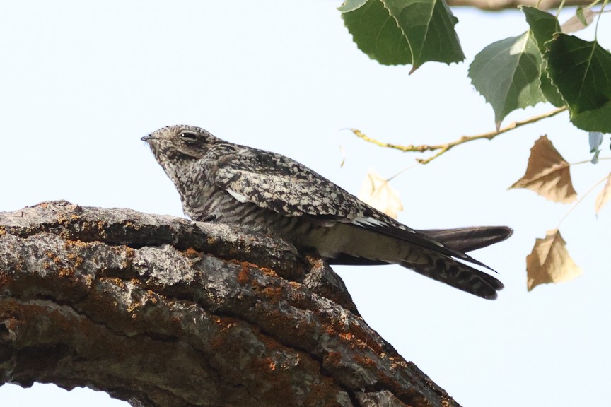 Common Nighthawk - ML642895682