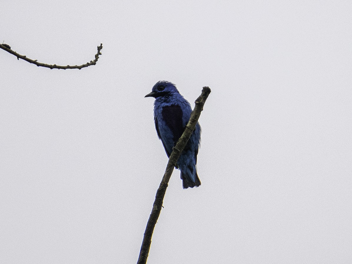Blue Cotinga - ML642895687