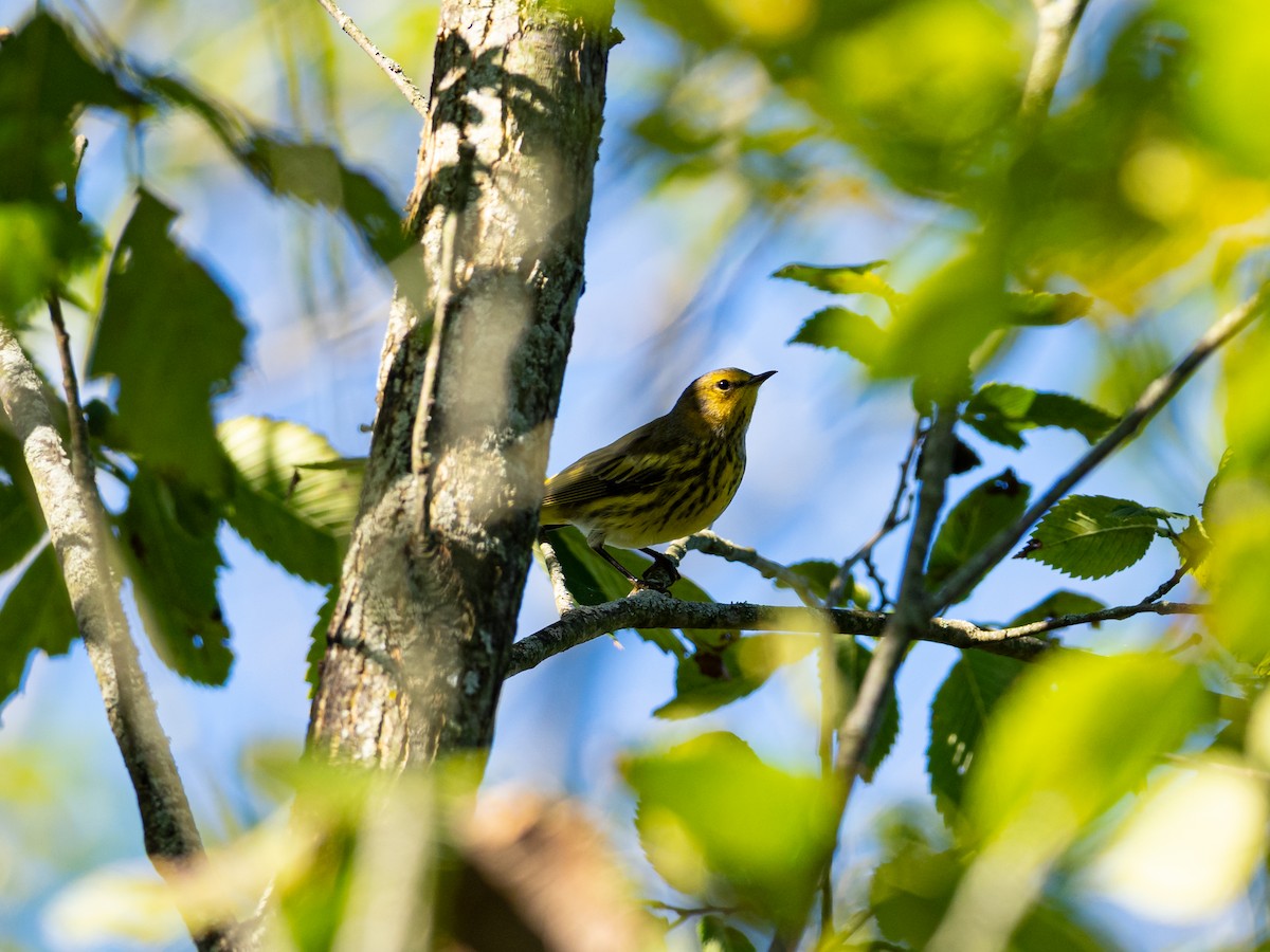 Cape May Warbler - ML642895688