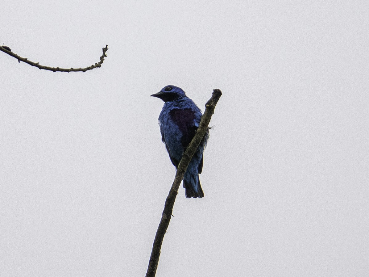 Blue Cotinga - ML642895689