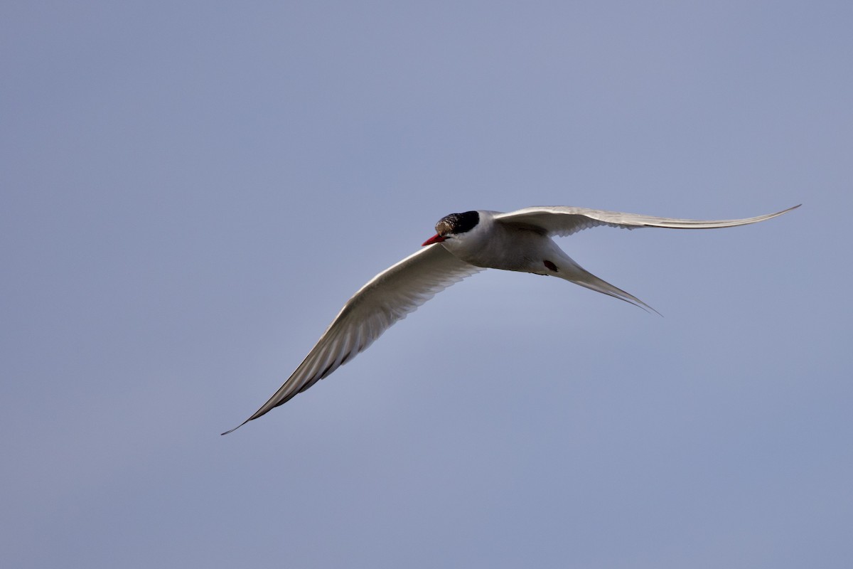 Arctic Tern - ML642895690