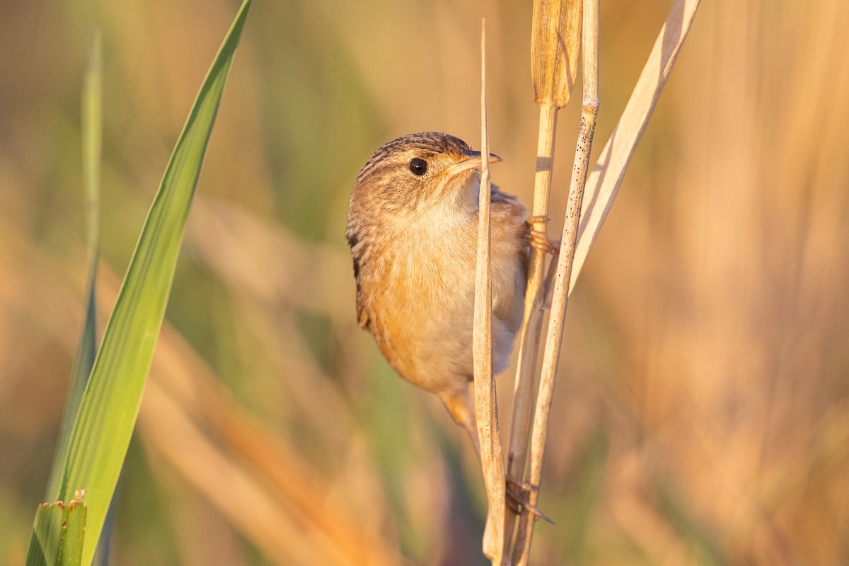 Sedge Wren - ML642895691