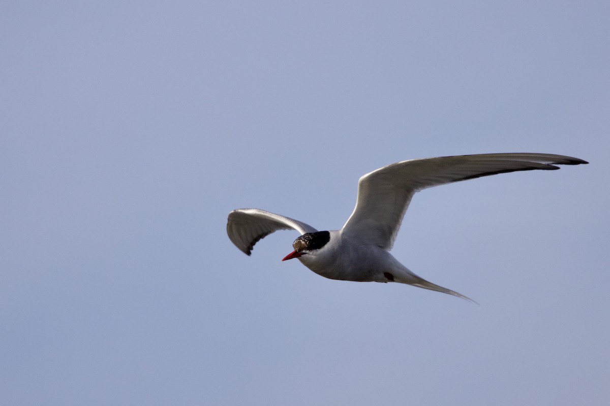 Arctic Tern - ML642895692