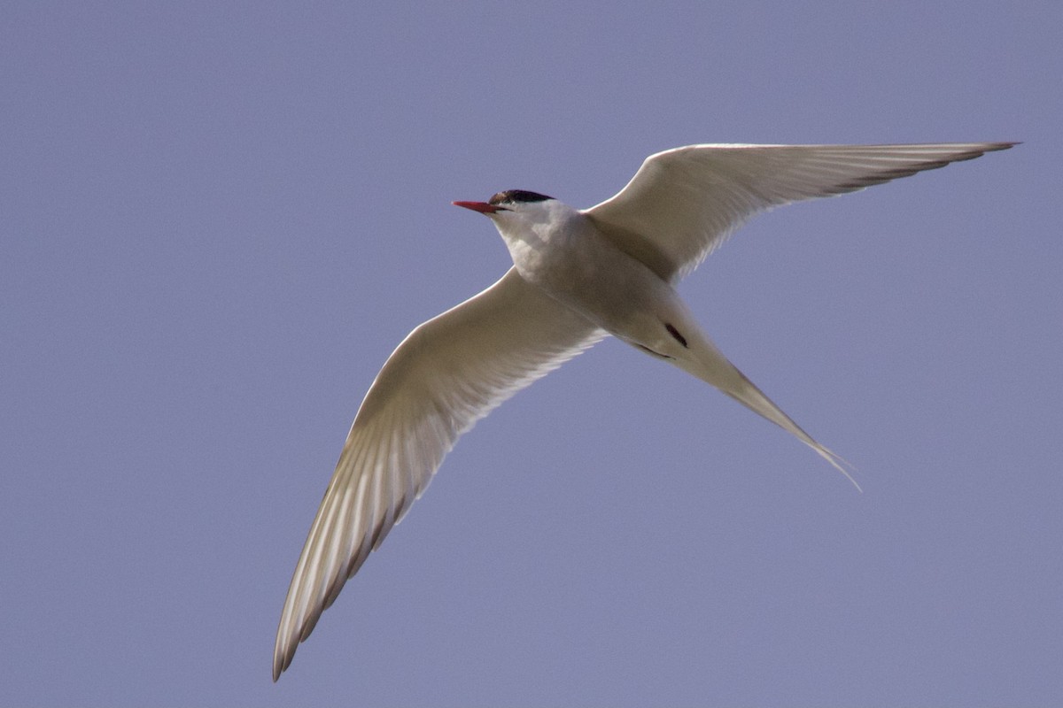 Arctic Tern - ML642895696