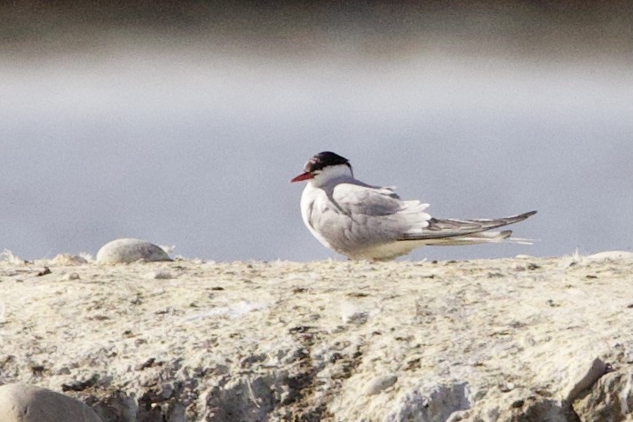 Arctic Tern - ML642895697