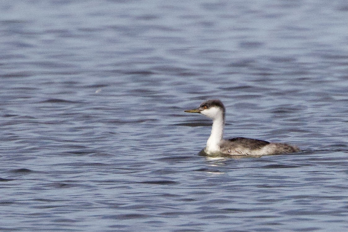 Western Grebe - ML642895698