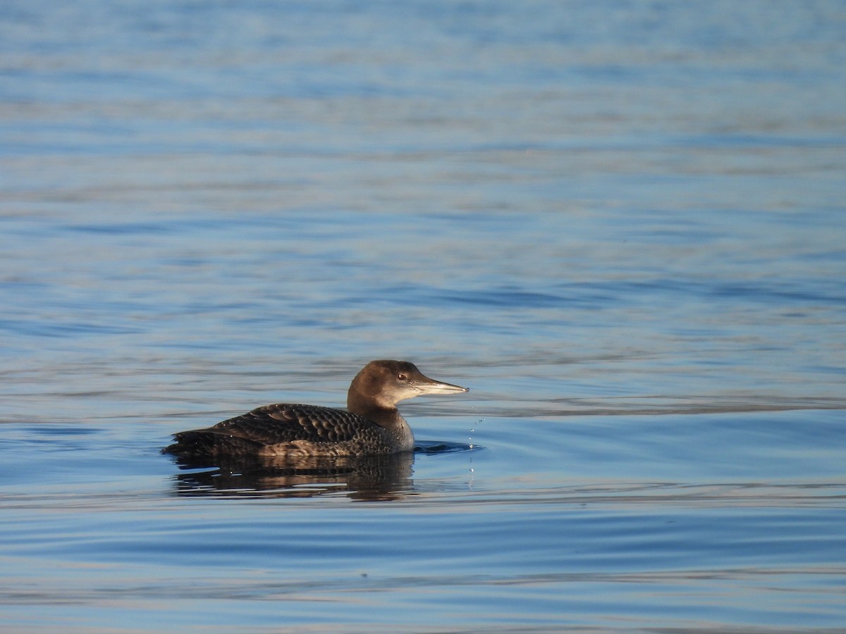 Common Loon - ML642895699