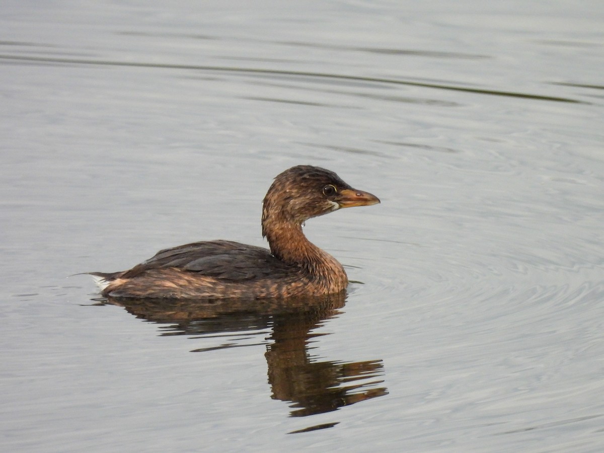 Pied-billed Grebe - ML642895706