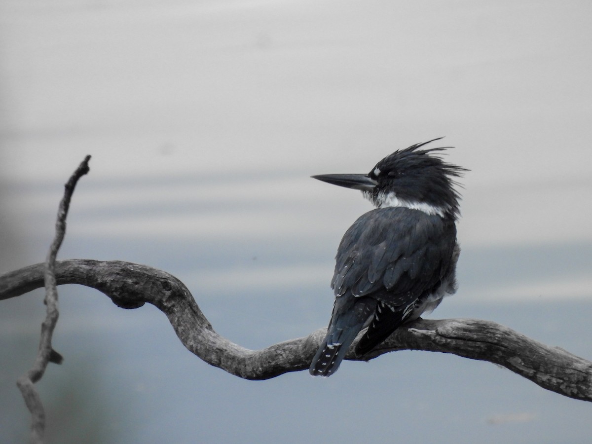 Belted Kingfisher - ML642895708