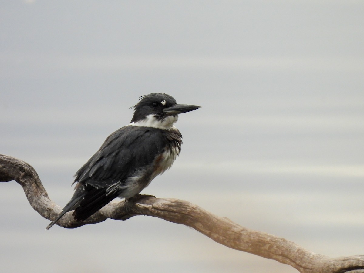 Belted Kingfisher - ML642895709