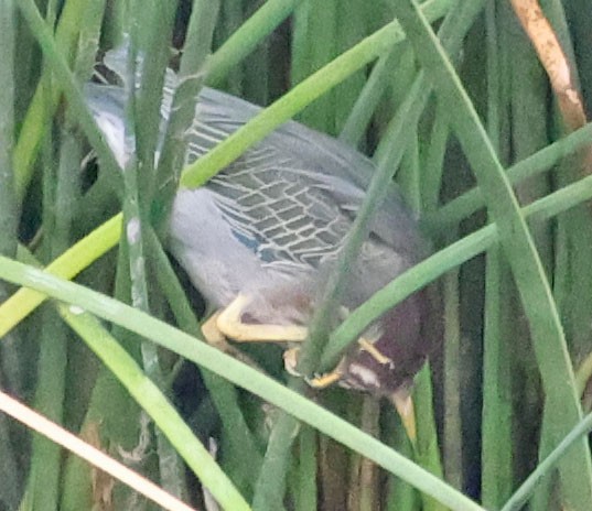 Green Heron - ML642895710