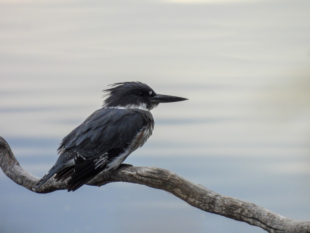 Belted Kingfisher - ML642895711
