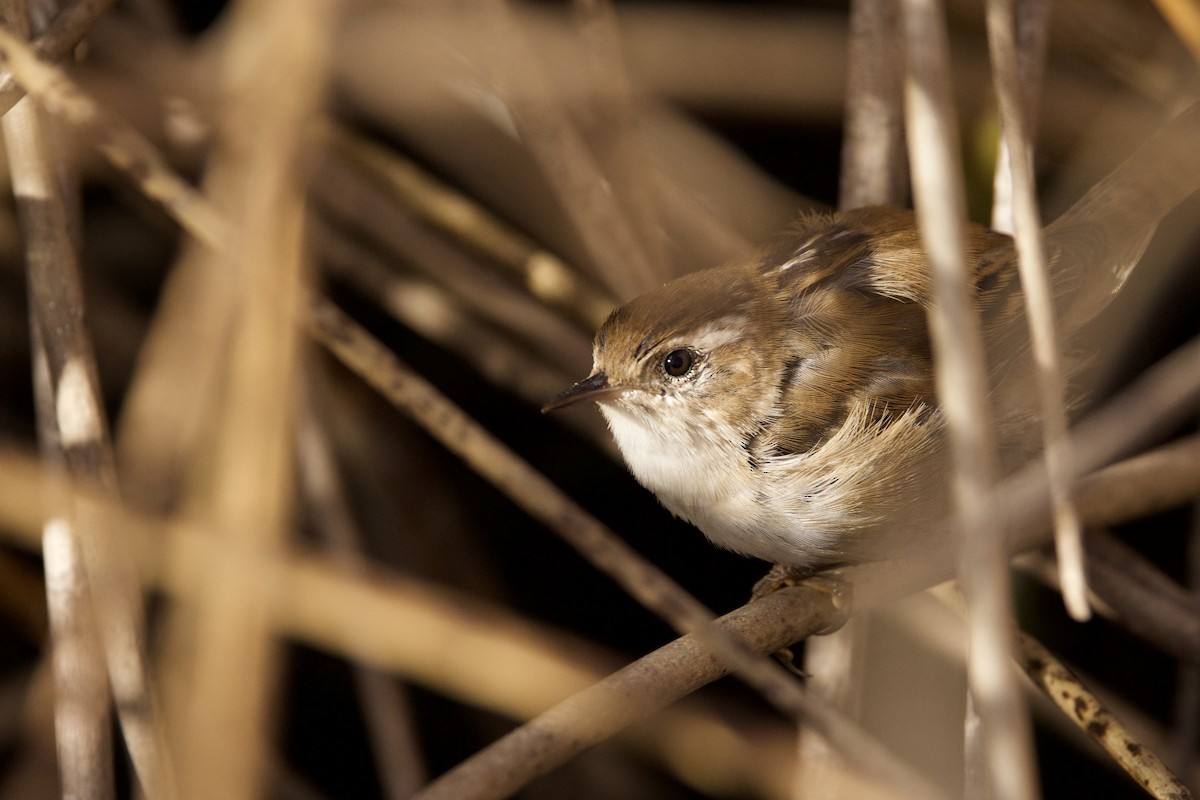 Marsh Wren - ML642895712