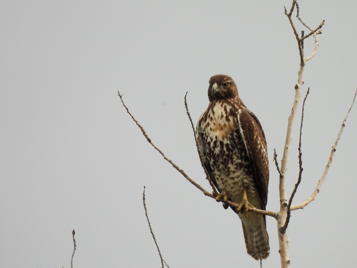 Red-tailed Hawk - ML642895713