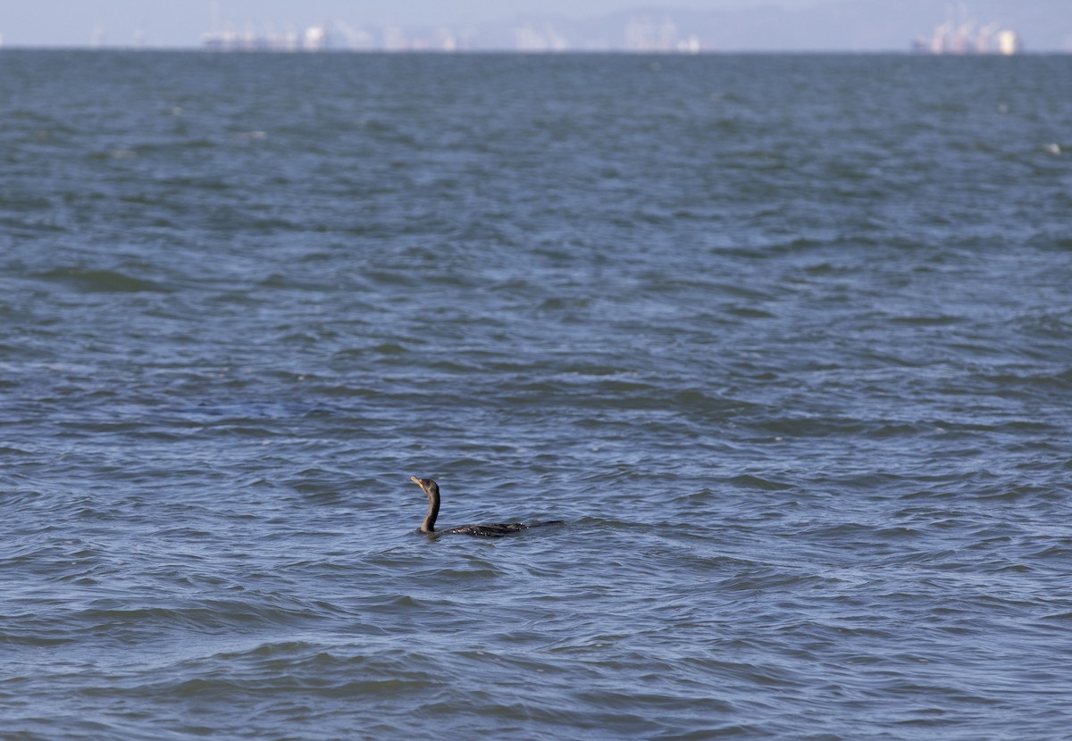 Double-crested Cormorant - ML642895715