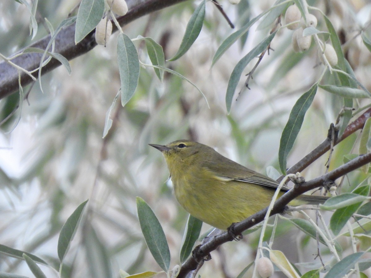 Orange-crowned Warbler - ML642895716