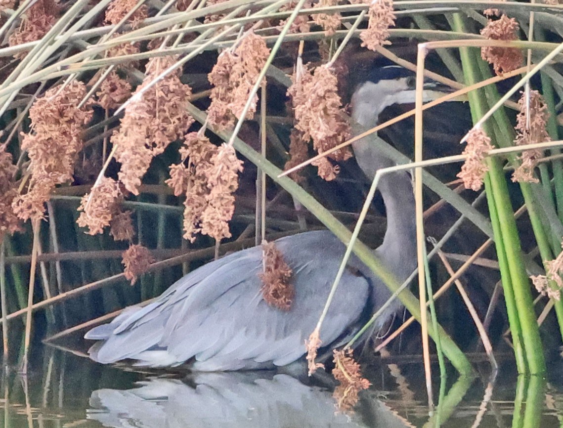 Great Blue Heron - ML642895727