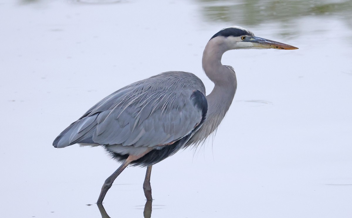 Great Blue Heron - ML642895728