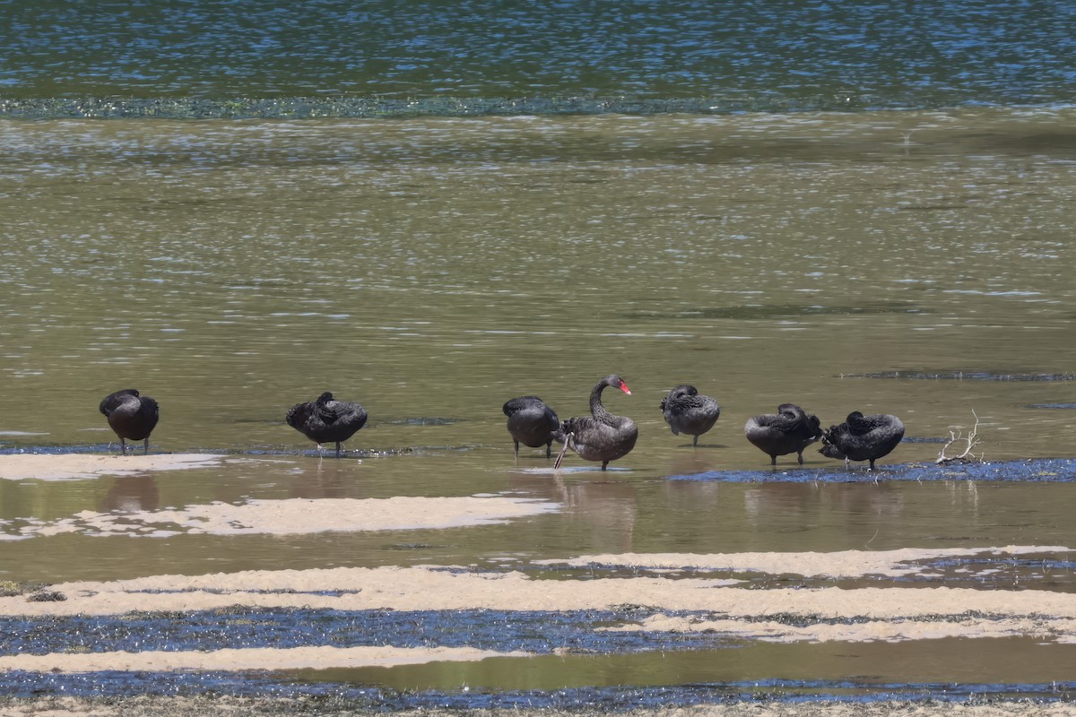 Black Swan - ML642895733