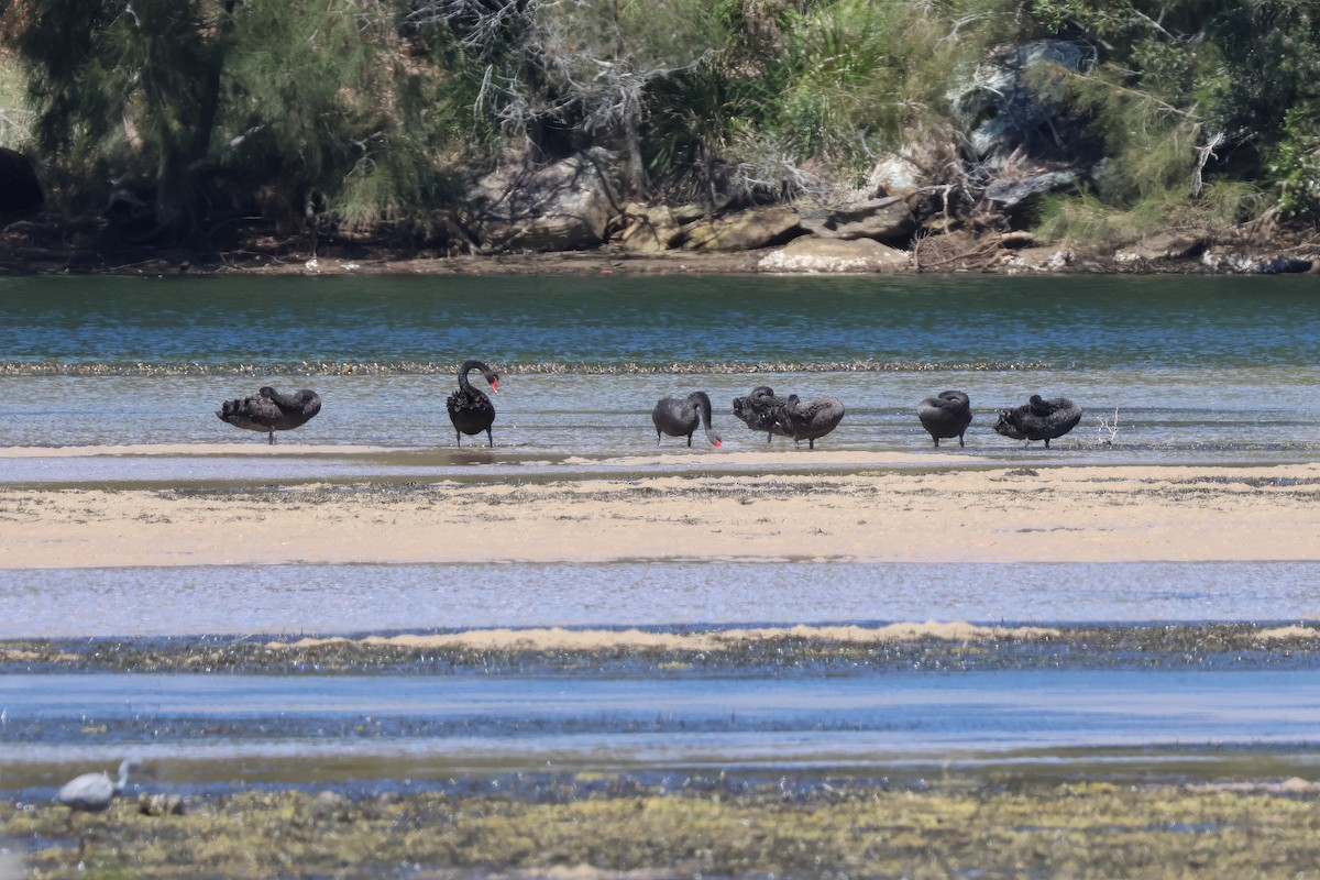 Black Swan - ML642895734
