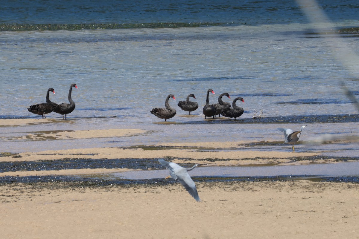 Black Swan - ML642895735