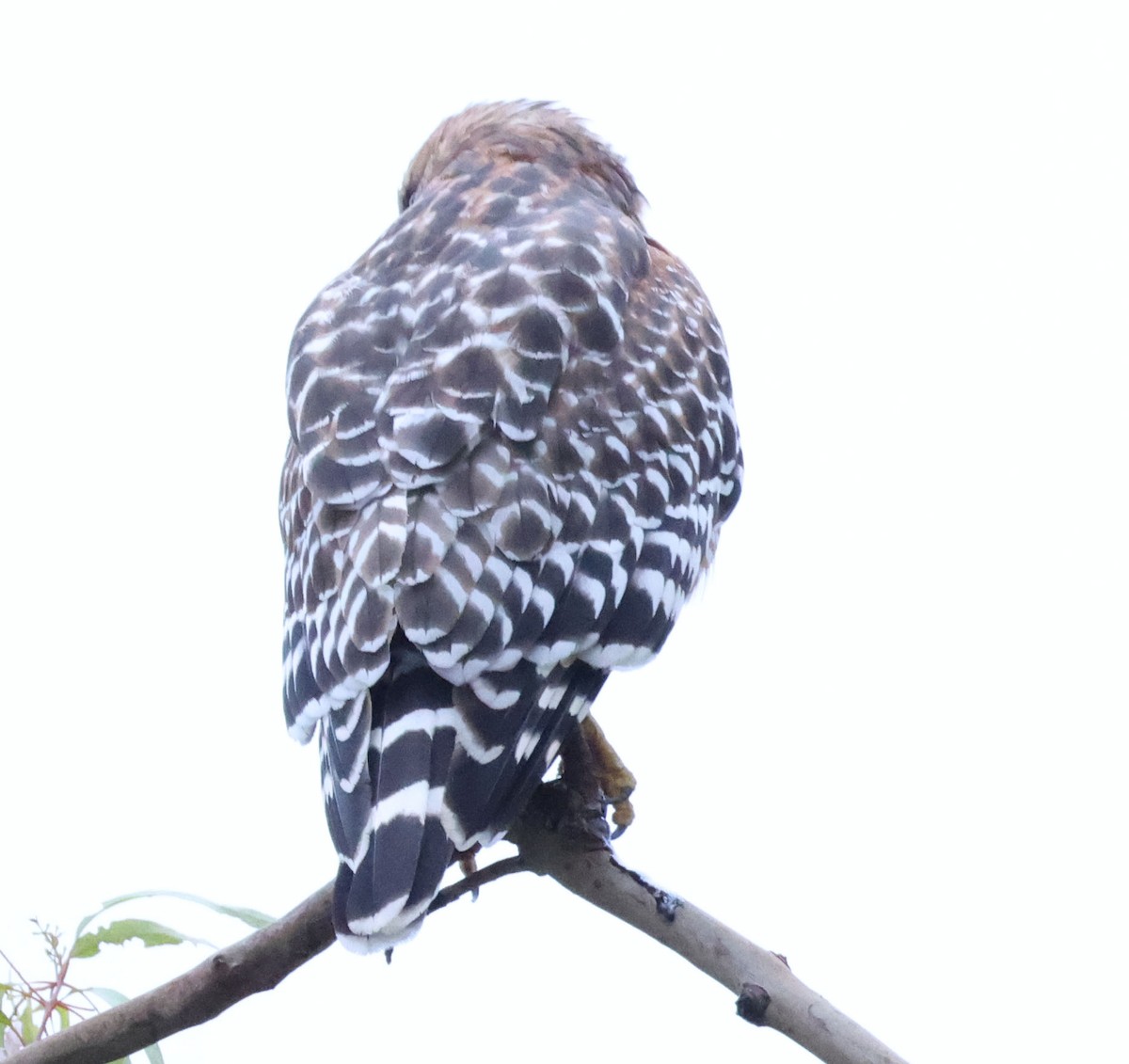 Red-shouldered Hawk - ML642895736