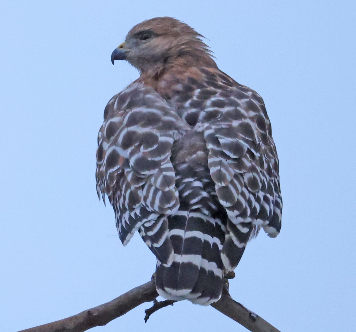 Red-shouldered Hawk - ML642895737