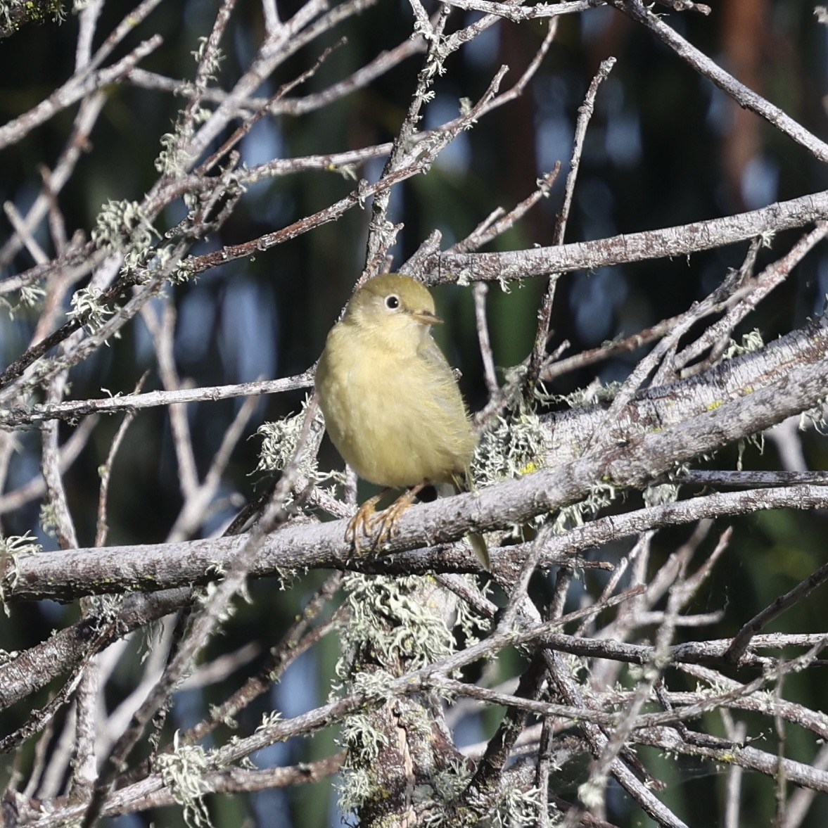 Yellow Warbler - ML642895738