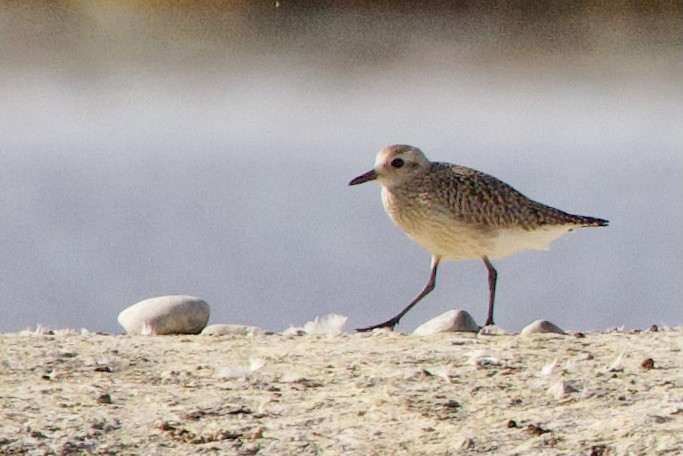 Black-bellied Plover - ML642895739