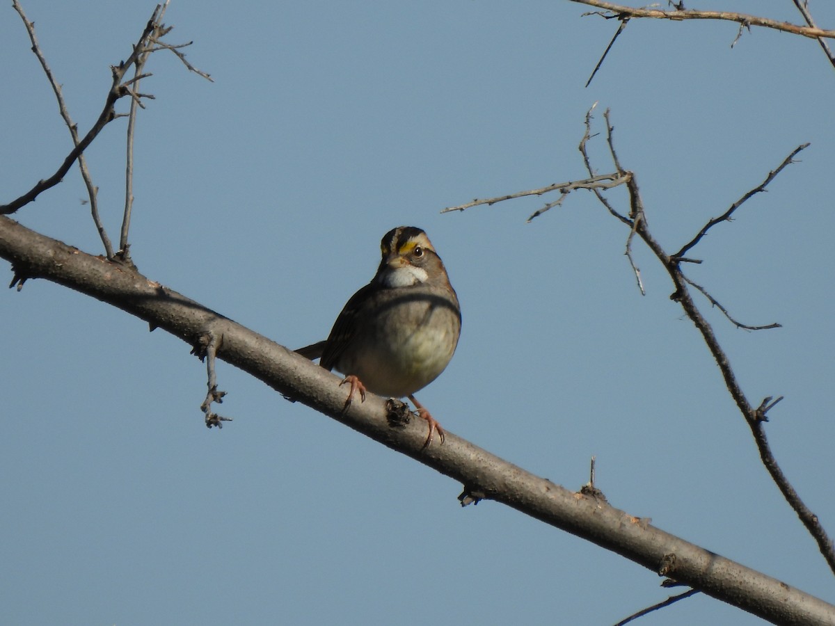 White-throated Sparrow - ML642895740