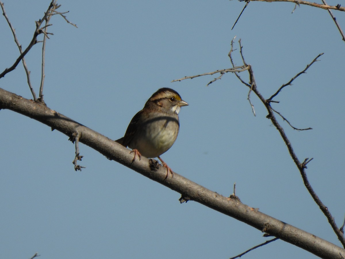 White-throated Sparrow - ML642895741