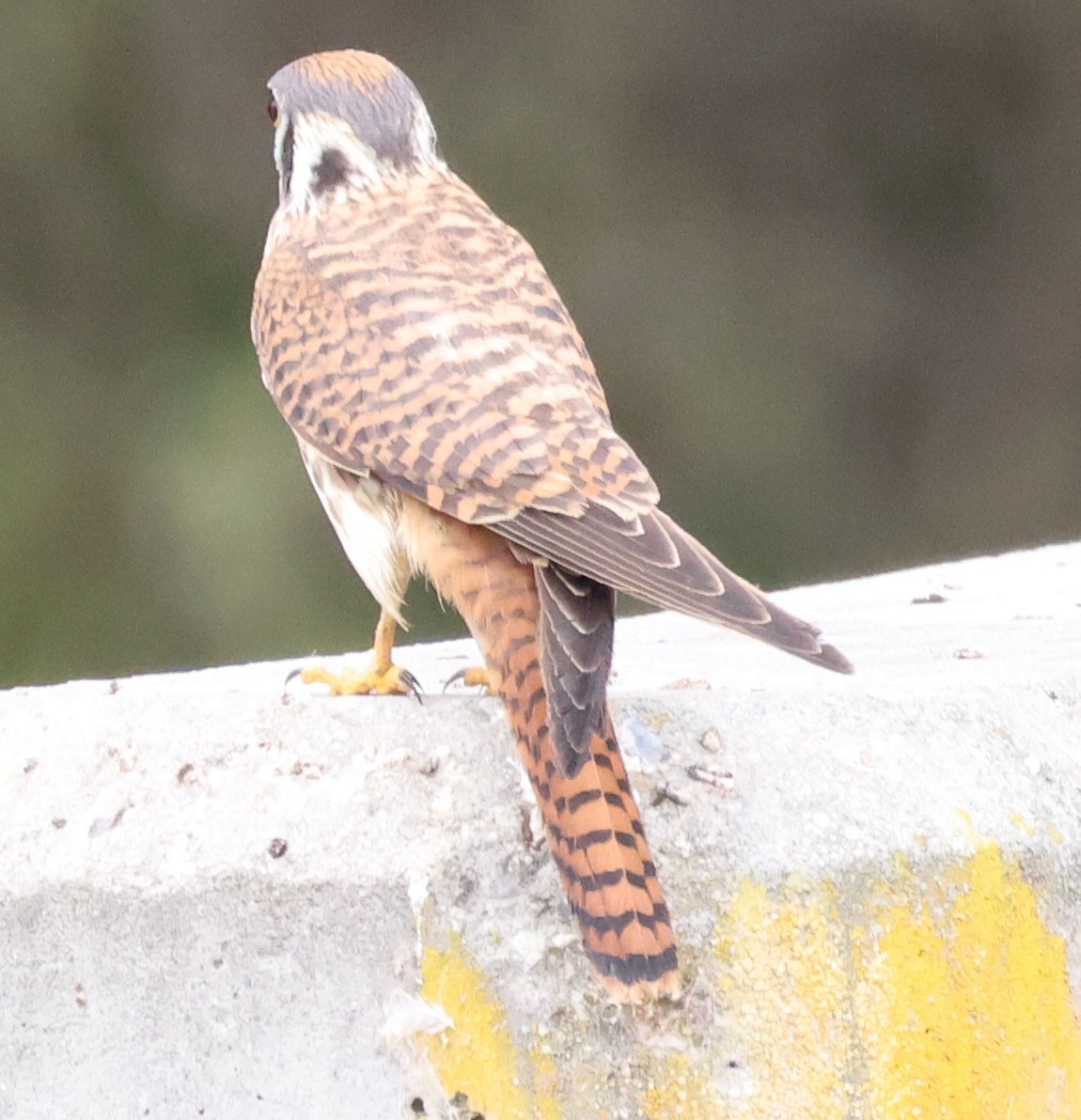 American Kestrel - ML642895745