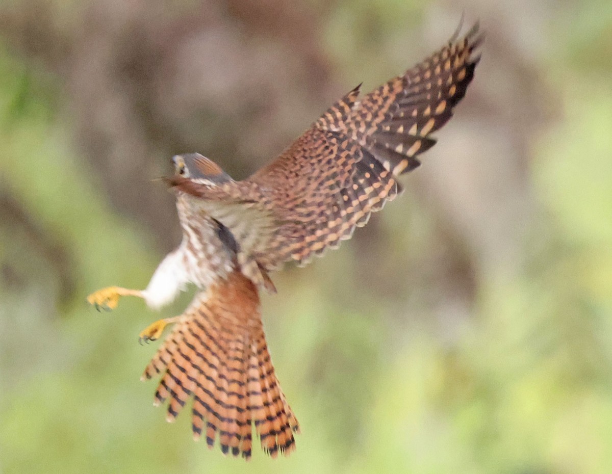 American Kestrel - ML642895746
