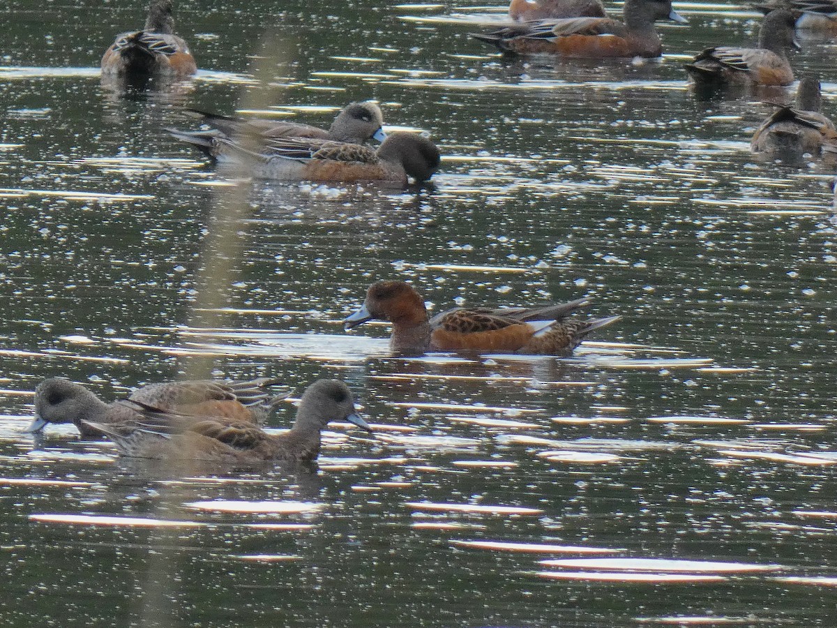 Eurasian Wigeon - ML642895747