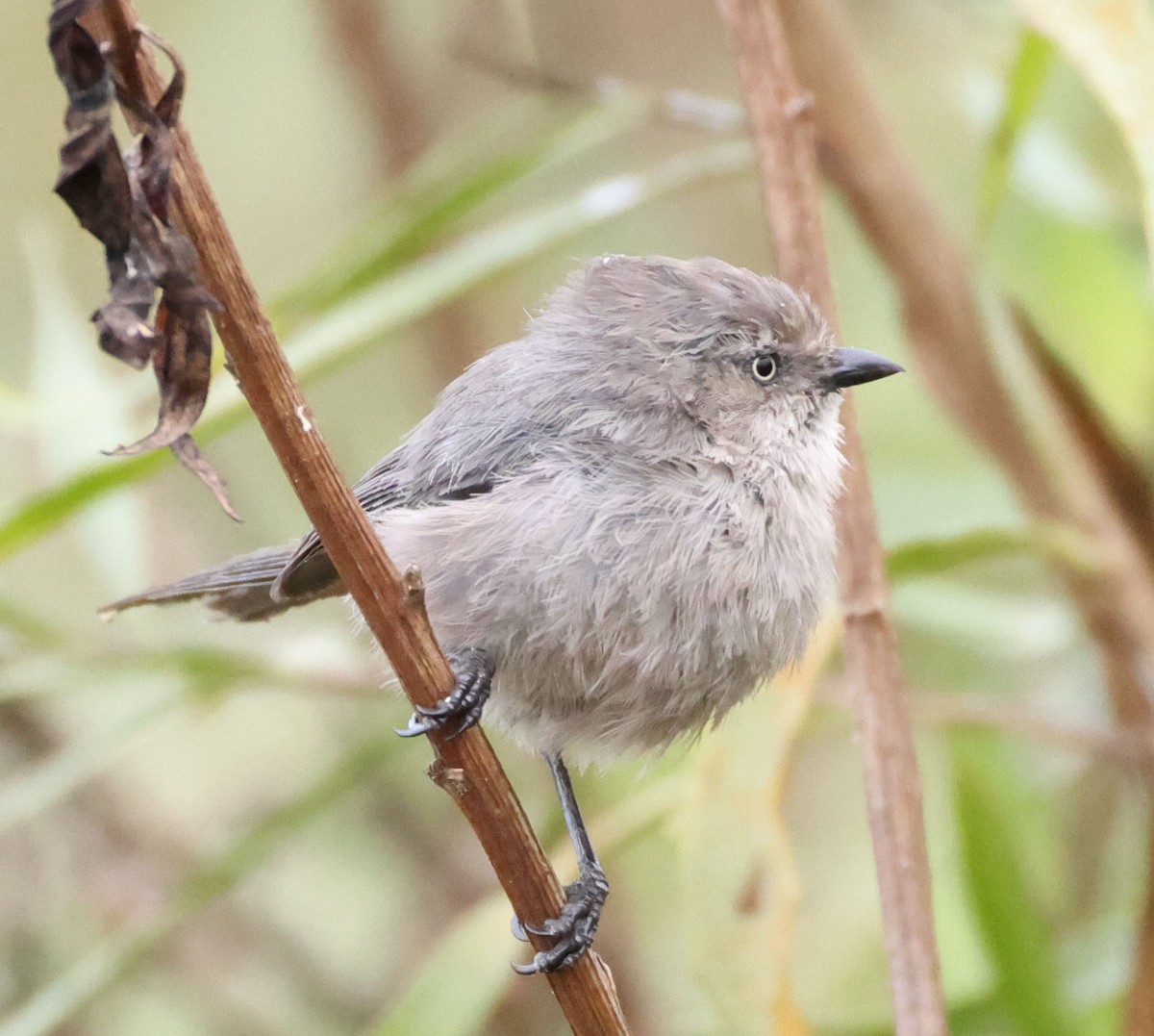 Bushtit - ML642895753