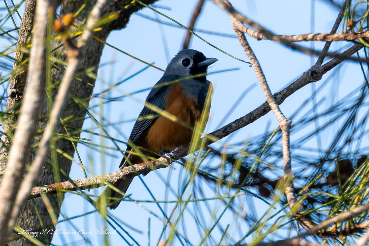 Black-faced Monarch - ML642895756
