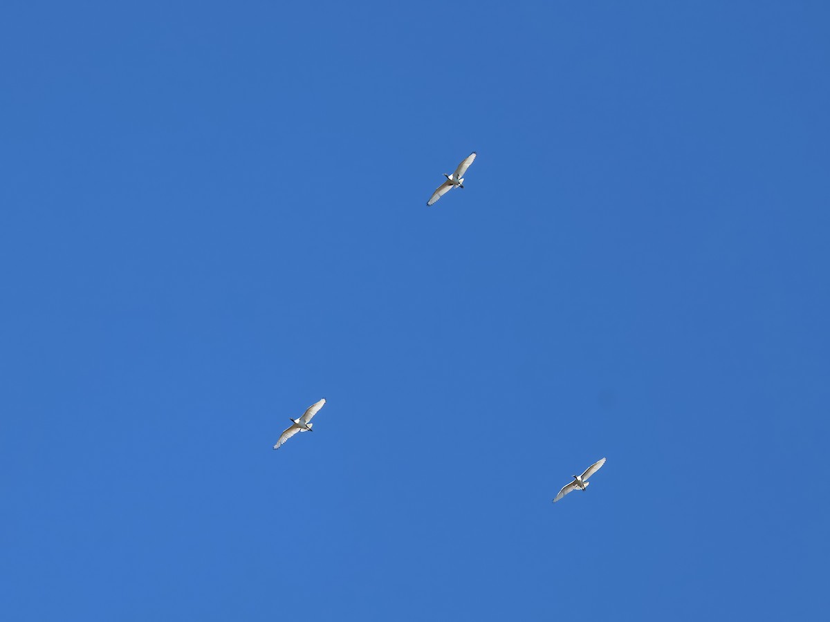 australibis - ML642895761