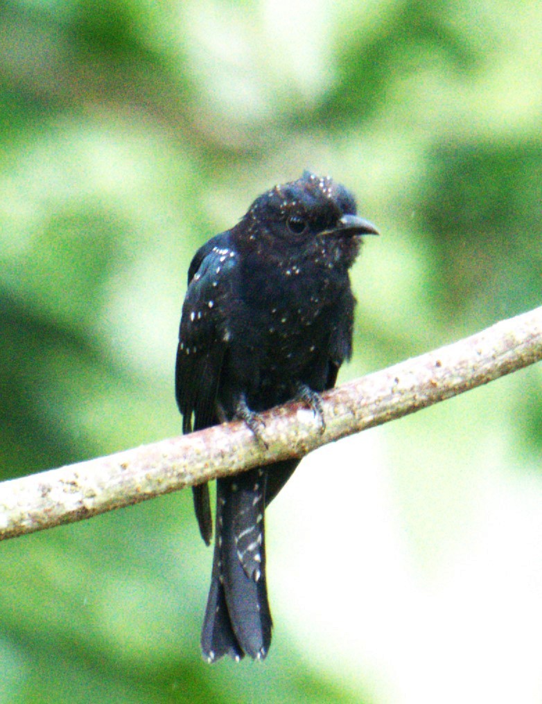 Square-tailed Drongo-Cuckoo - ML642895766