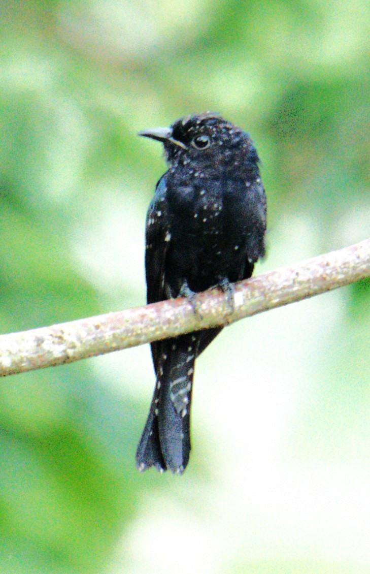 Square-tailed Drongo-Cuckoo - ML642895767