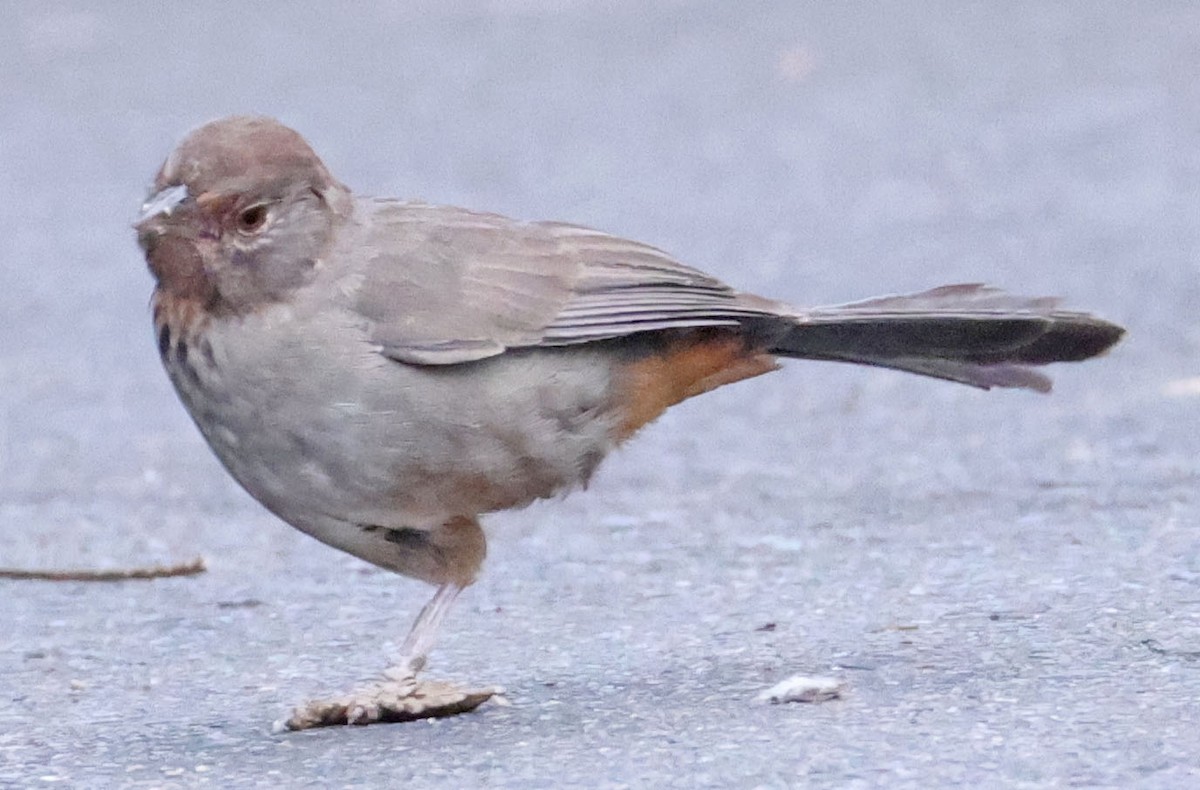 California Towhee - ML642895772